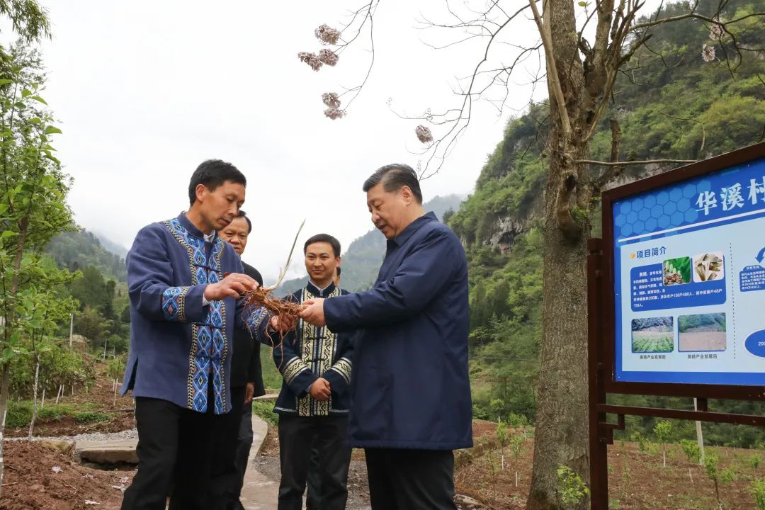 2019年4月15日，習(xí)近平在重慶華溪村考察特色經(jīng)濟(jì)作物帶動(dòng)村民脫貧的情況。新華社記者 鞠鵬 攝